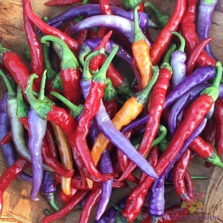 Buena Mulata Sweet Pepper Seeds - 25+ Pack for Garden Planting - Capsicum baccatum - USA Grown