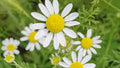 Roman Chamomile Seeds, NON-GMO Ground Cover for Teas & Medicine, Multiple Sizes Available, Matricaria chamomilla