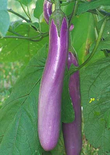 Chinese Eggplant Seeds - Long Purple Variety - 50+ Seeds - Aubergine Asian Vegetable - Non-GMO