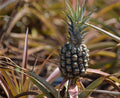 Rondon Pineapple Seeds - 15+ Pack for Garden Planting - Ananas comosus - USA Grown - Ideal for Home Gardening