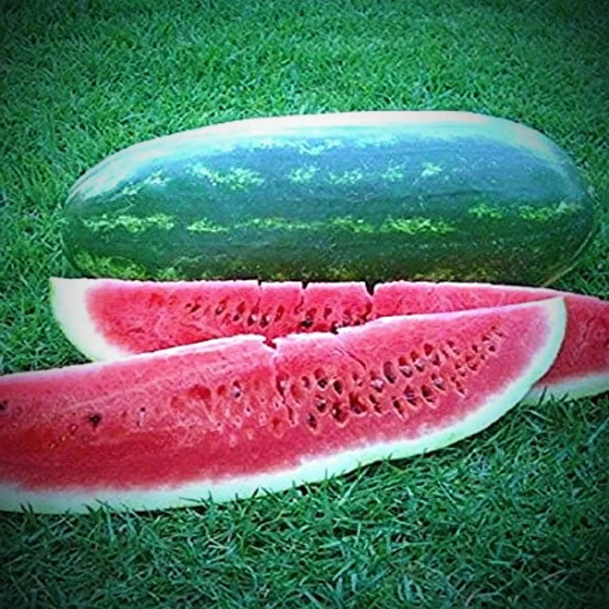 Congo Watermelon Seeds - 12 Non-GMO Heirloom Seeds - Fresh Watermelon (Citrullus lanatus)