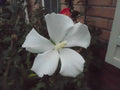 Hibiscus syriacus 'Diana' Cuttings | 6-8" Shrub Althea | Attracts Hummingbirds | Hardy Perennial