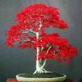Japanese Red Maple Tree Seeds - 20 Rare Bonsai Seeds - Acer palmatum - Perfect for Home Garden