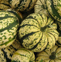 Sweet Dumpling Squash Seeds - 20+ Winter Squash Seeds for Garden - Cucurbita pepo - Heirloom Variety