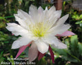 Epiphyllum Himmelsauge Cuttings | Orchid Cactus | 8-10 inches Long | Ideal for Indoor Gardening