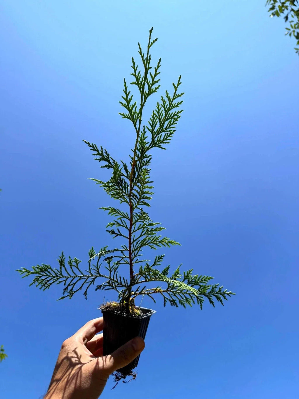 Murray Leyland Cypress Tree (Cupressocyparis leylandii ‘Murray’) | 2.5-Inch Pot