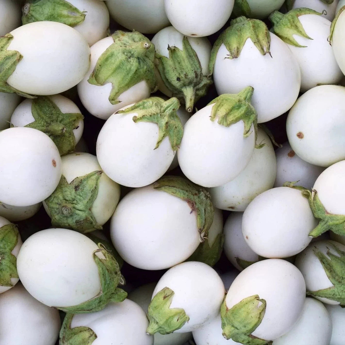 50+ Organic White Egg Eggplant Seeds - Heirloom, Non-GMO, Rare Variety - Perfect for Home Gardening