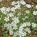 Baby's Breath Wildflower Seeds 1 Lb - Gypsophila elegans - Everwilde Farms Mylar Seed Packet