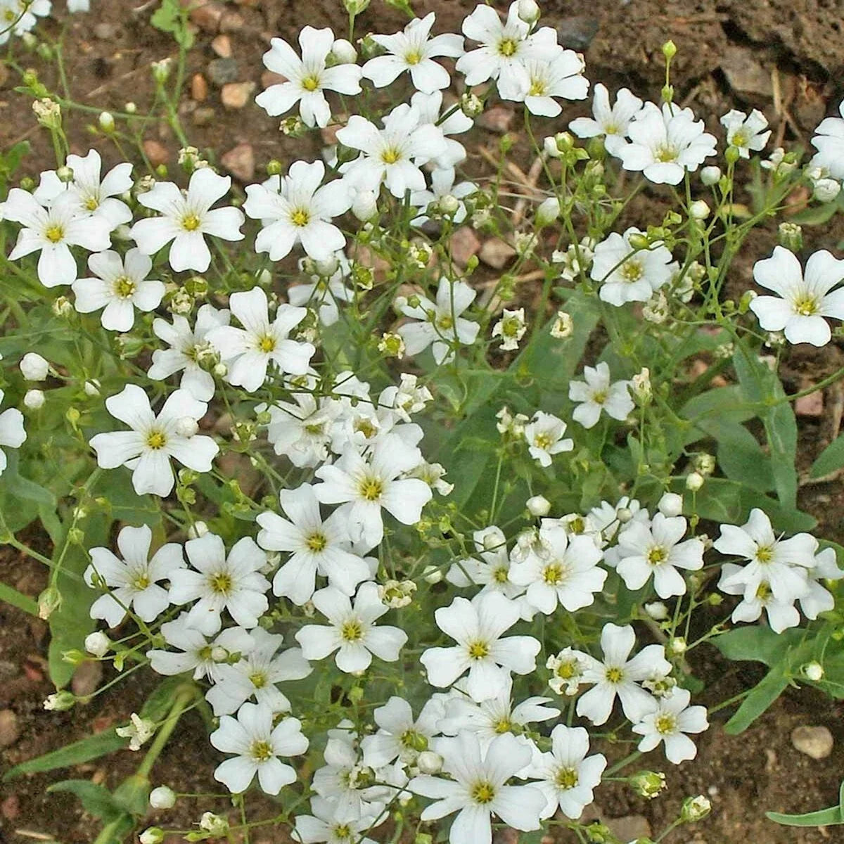 Baby's Breath Wildflower Seeds 1 Lb - Gypsophila elegans - Everwilde Farms Mylar Seed Packet