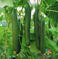 Carmen Cucumber Seeds - 25+ Pack - Heirloom Variety for Garden Planting - Cucumis sativus