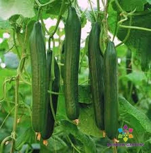 Carmen Cucumber Seeds - 25+ Pack - Heirloom Variety for Garden Planting - Cucumis sativus