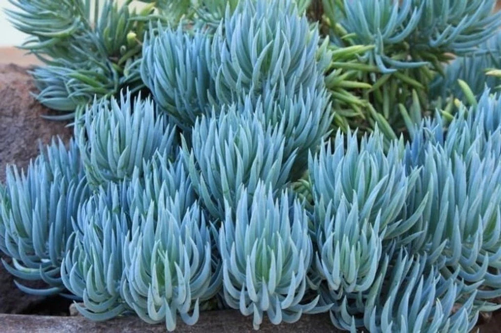 Blue Chalk Sticks Succulent Cutting - Healthy Rare Live Plant - Senecio mandraliscae - Easy Care Indoor Plant