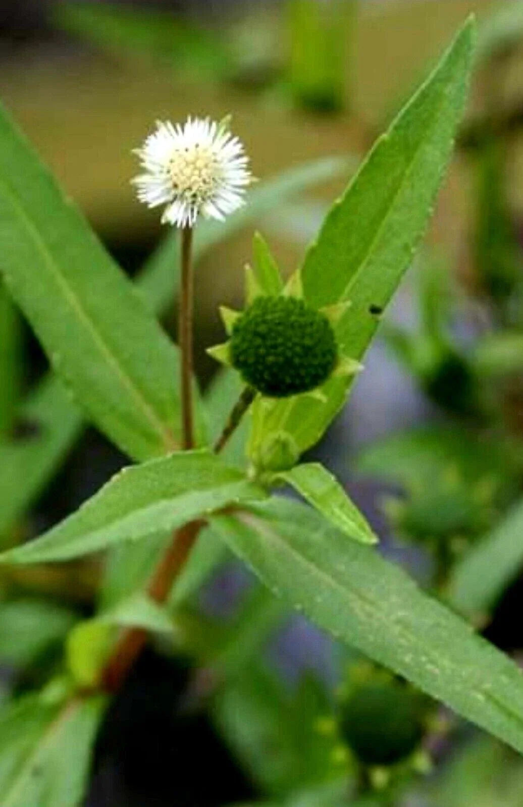 200+ Eclipta Prostrata Seeds, Organic Yerba de Tago Herb, Bhringaraj, Non-GMO, USA, Exp. 05/2025