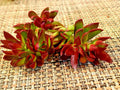 3" Unrooted Cuttings of Crassula Nudicaulis 'Burgundy' Platythylla - Succulent Plant, Indoor Gardening, Easy Care