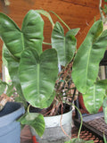 Arrowhead Philodendron Rooted Cuttings - Large Leaf - Philodendron domesticum