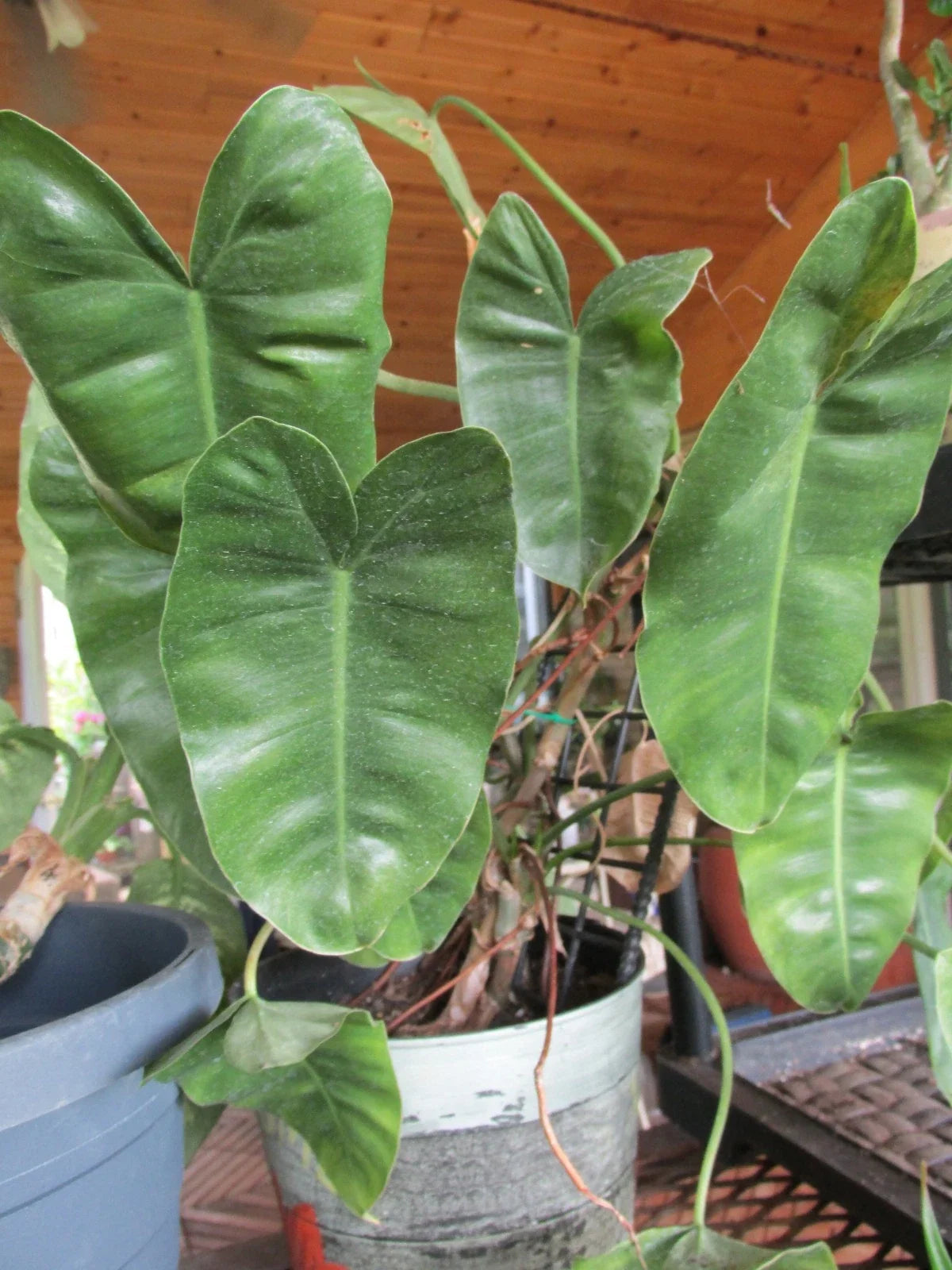 Arrowhead Philodendron Rooted Cuttings - Large Leaf - Philodendron domesticum