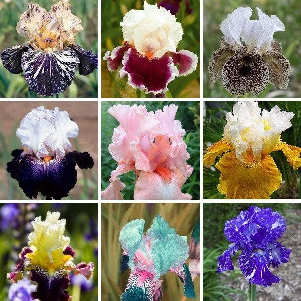 Iris Seeds - 25pcs Heirloom Mixed Varieties - US Seller - Iris germanica