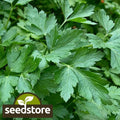 Italian Dark Green Parsley Seeds - Heirloom Non-GMO Variety | Petroselinum crispum