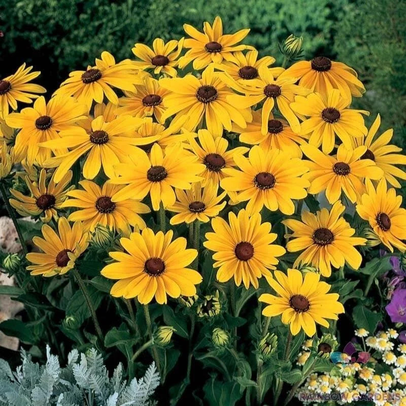 Indian Summer Rudbeckia Seeds - 200+ Pack for Garden Planting - Black-eyed Susan (Rudbeckia hirta) - USA