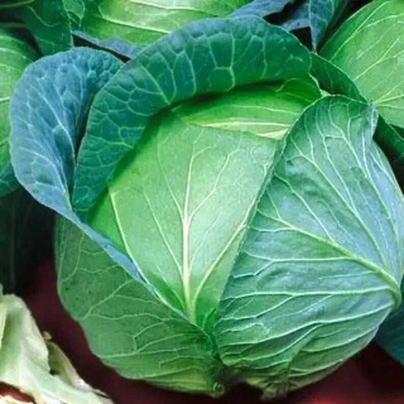 Cabbage Seeds 400+ Heirloom Danish Ballhead NON-GMO Fresh Brassica oleracea