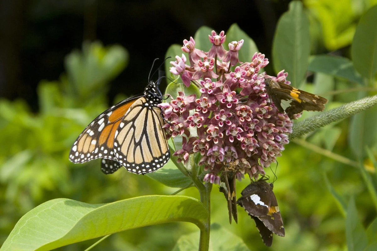 Common Milkweed Seeds - 100+ Pack - Asclepias Syriaca - Native Monarch Butterfly Flower Seed