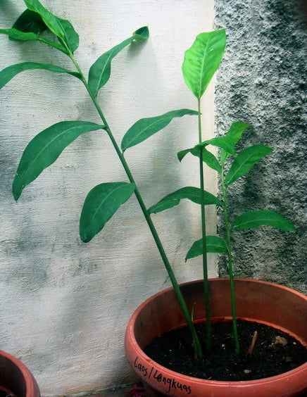 Alpinia Galanga Live Plant - Fresh Rooted Rhizome Herb - Greater Galangal - Culinary Ginger Alternative