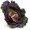 January King Cabbage Seeds - 500+ Count - Heirloom Variety - Brassica oleracea - Ideal for Home Garden Planting