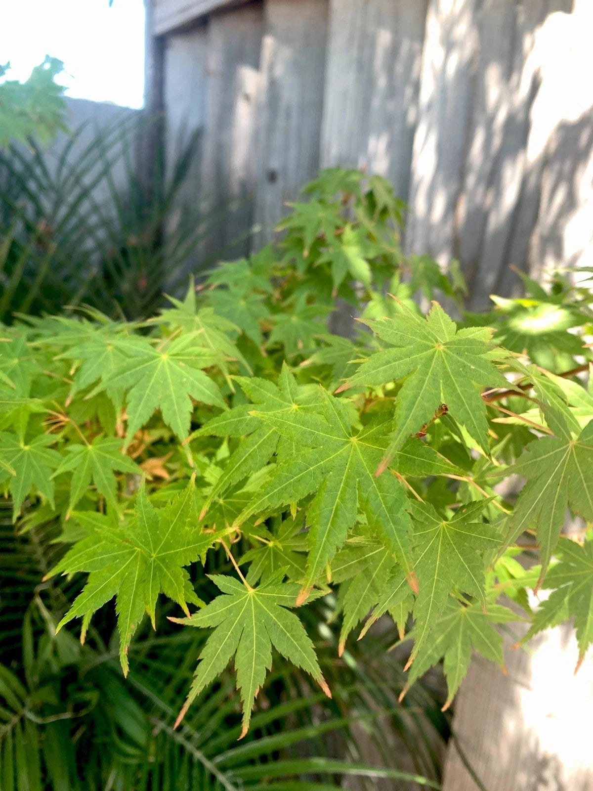 Japanese Maple Cuttings - 5 Green Stem Cuttings - Acer palmatum