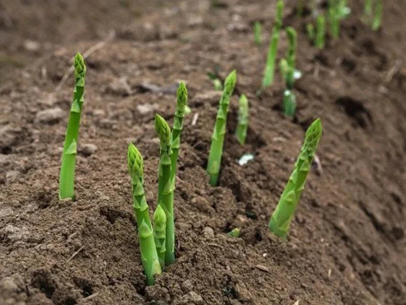 Mary Washington Asparagus Seeds - 100 Organic Seeds - USA Grown - Heirloom Variety - Asparagus officinalis