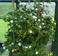 Maid of Orleans Jasmine Starter Plant - Extremely Fragrant - Jasminum sambac - Rooted Indoor/Outdoor Plant
