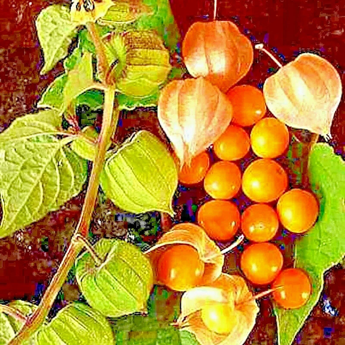 CAPE GOOSEBERRY SEEDS - 50+ RARE HEIRLOOM SPRING GROUND CHERRY - Physalis peruviana - SWEET USA GROWN
