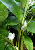 25+ Ice Blue Calathea Seeds for Planting - Tropical Indoor/Outdoor Garden - Calathea 'Dottie' - USA