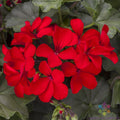 Caliente Deep Red Geranium Seeds - 25+ Pack for Garden Planting - Pelargonium x hortorum - USA