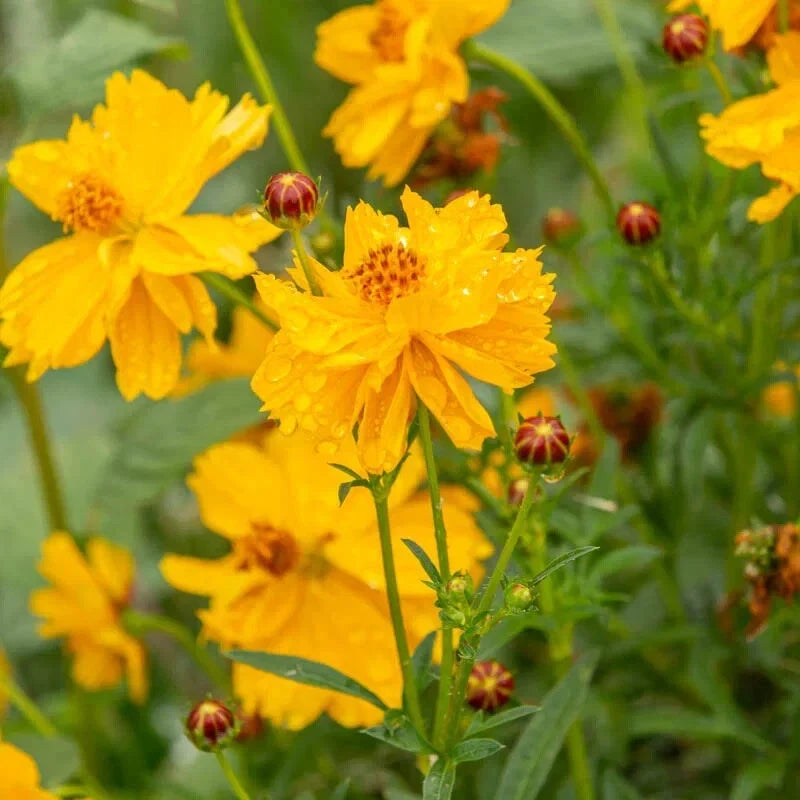 Cosmic Yellow Cosmos Seeds - 200+ Pack for Garden Planting - Bright Yellow Flowers - Cosmos sulphureus