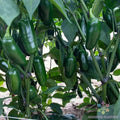 Capitan F1 Hot Pepper Seeds - 25+ Count - Garden Planting - Capsicum annuum - USA