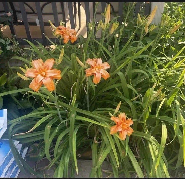 Kwanso Daylily Live Plants - 6 Bare Root 2-Year-Old Established Plants - Hemerocallis fulva