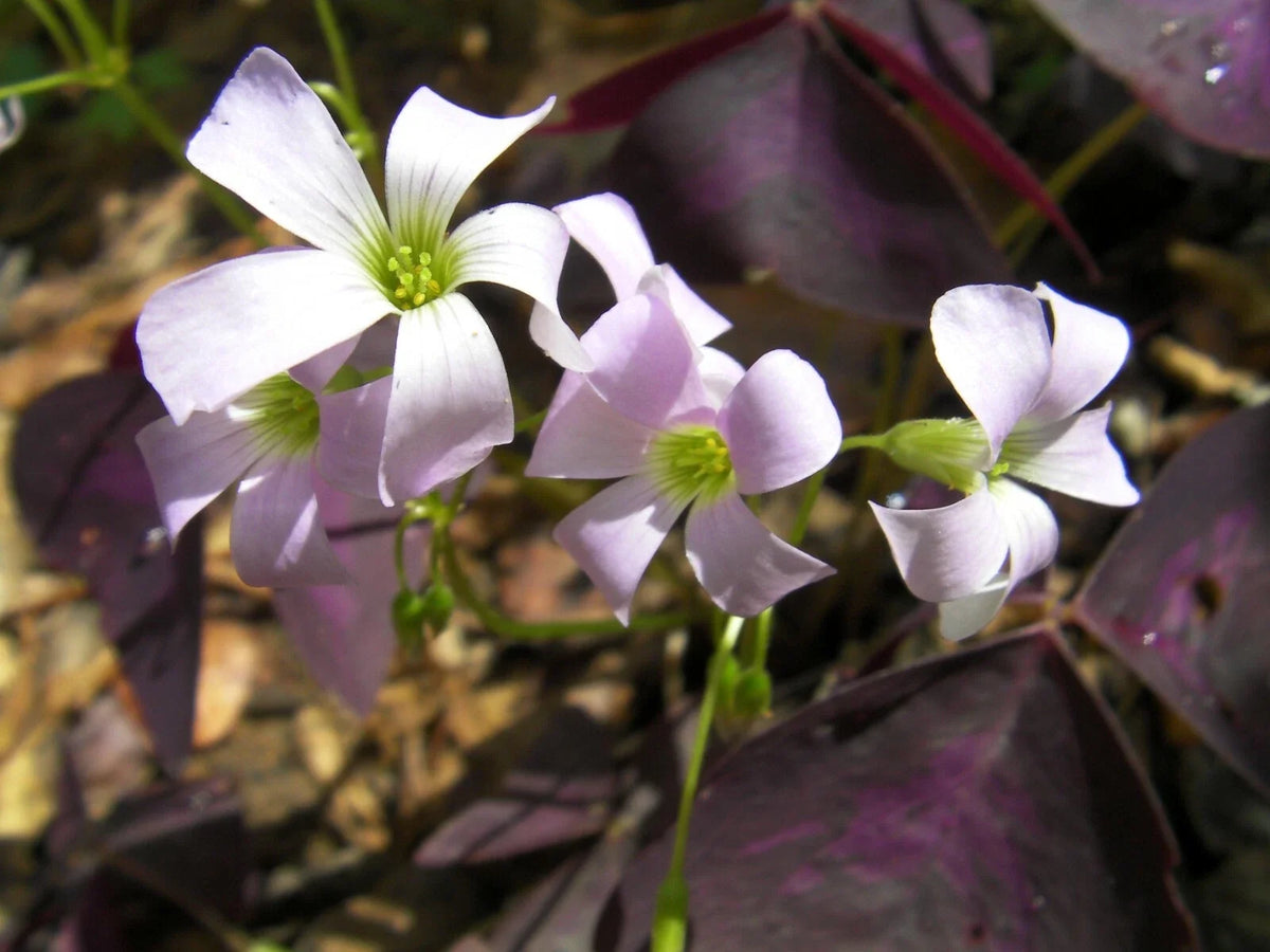 Purple Shamrock Rhizomes - 6 Roots - Edible Plant - Oxalis Triangularis