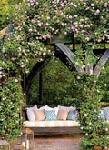 Wild Pink Climbing Rose Plant 6"-12" Bare Root Hardy Easy Care Rosa Rugosa