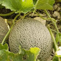 Muskmelon Seeds, 100 Non-GMO Edisto 47 Sweet Heirloom Variety, Cucumis melo