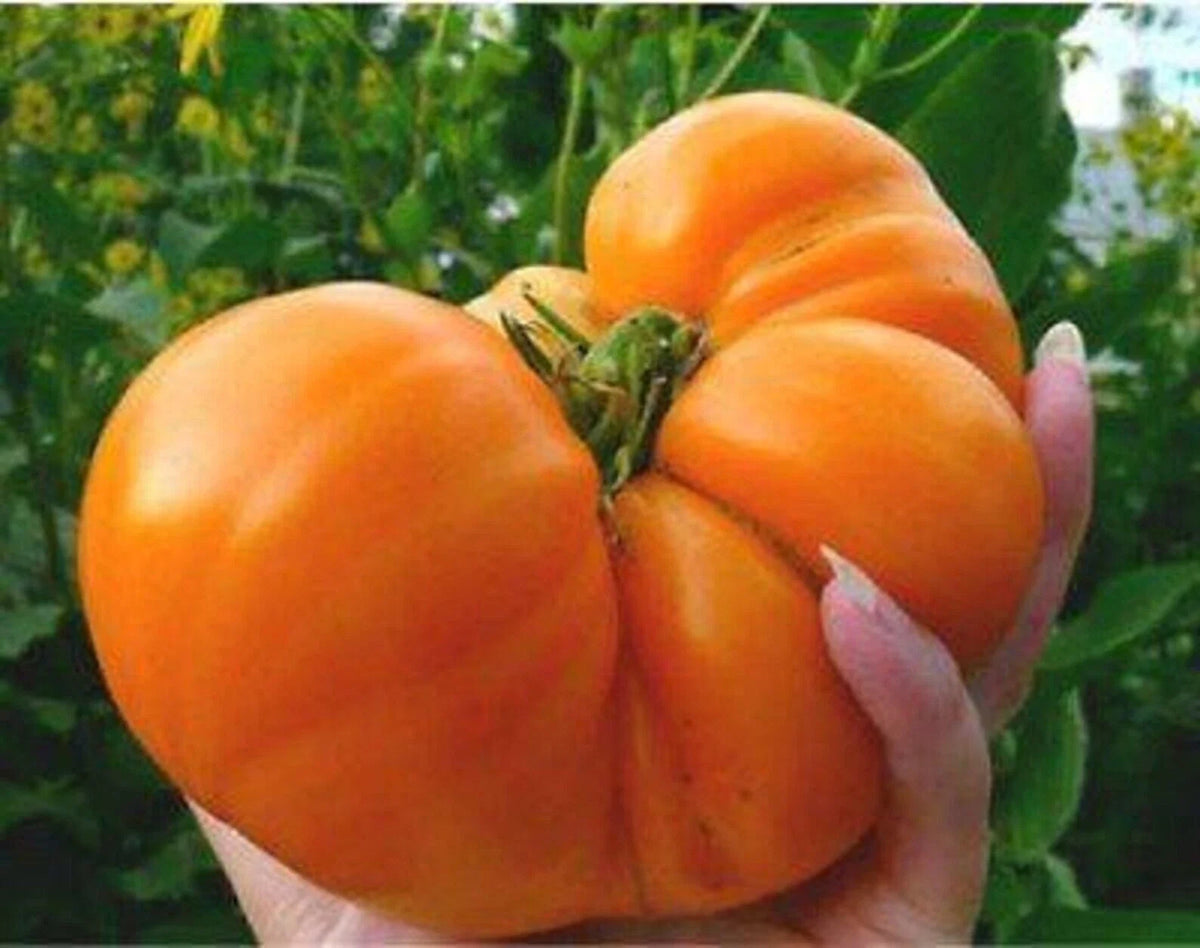 Amana Orange Tomato Seeds 120+ Heirloom Organic NON-GMO Rare Variety - Solanum lycopersicum