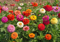 Bulk Zinnia Seeds - Heirloom Pumila Mix - Butterfly Dahlia Quality Wildflower - Zinnia elegans