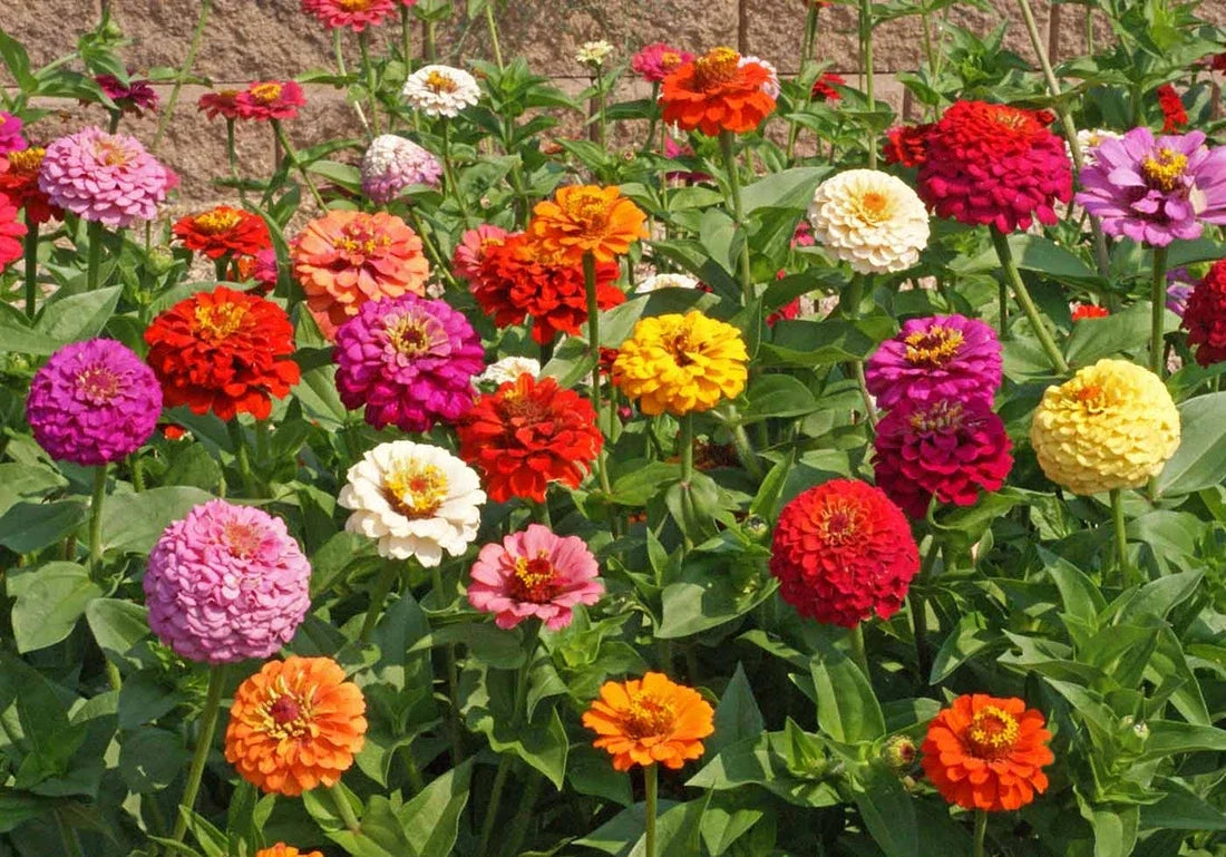 Bulk Zinnia Seeds - Heirloom Pumila Mix - Butterfly Dahlia Quality Wildflower - Zinnia elegans