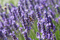 True Lavender Seeds Non-GMO, Lavandula angustifolia, Flowering Herb, Garden Planting