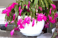 Healthy Pink Christmas, Thanksgiving, Easter Cactus - 3 Live Plants (Schlumbergera) - Rooted Succulents for Home Decor
