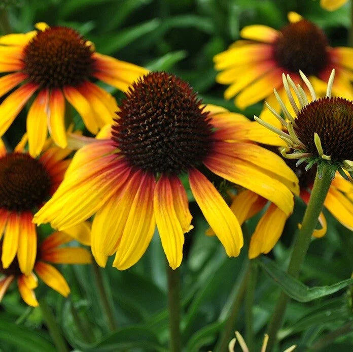 50 Yellow Orange Coneflower Seeds - Perennial Flower Seeds - Echinacea purpurea - USA Seller