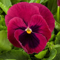 Pansy Seeds - 50 Majestic Giant Rose Blotch Flower Seeds - Viola wittrockiana