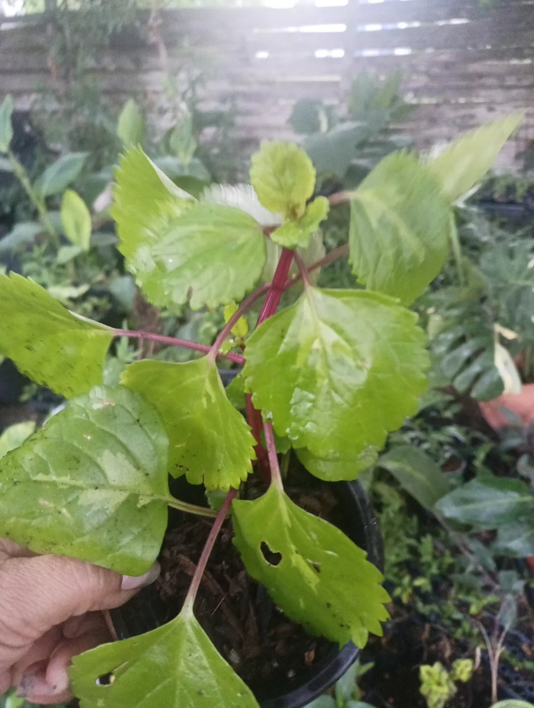 Millonaria Swedish Ivy Plant 4" Pot Crepe Charlie, Plectranthus verticillatus, Planta de Dinero