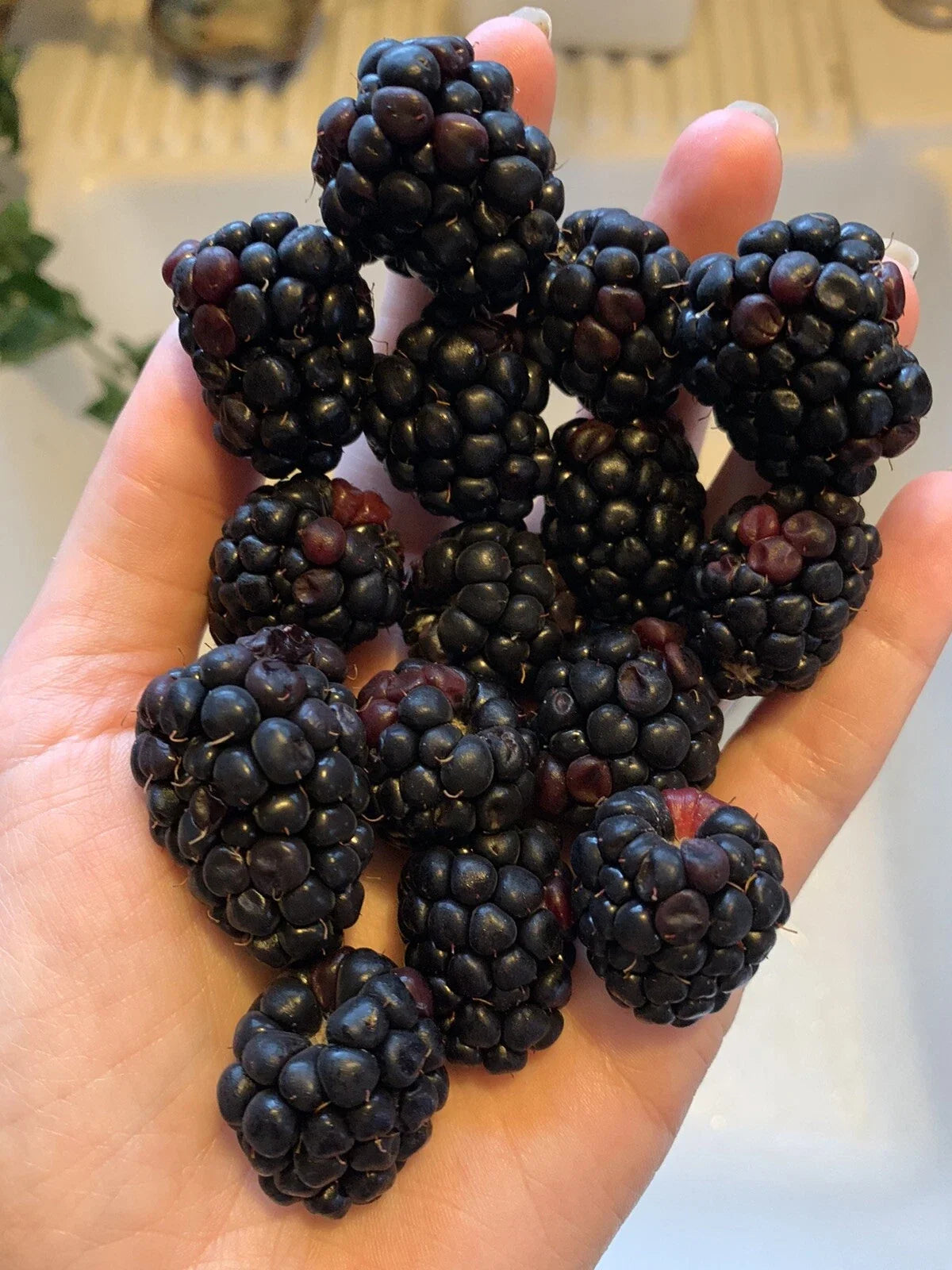 Blackberry Seeds - 50 Organic Homegrown Edible Berry Bush Seeds - Rubus fruticosus - USA Grown Garden Vine Plant