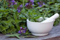 Medicinal Herb Seed Set, 12 Individual Packs, Culinary & Therapeutic Varieties, (Ocimum basilicum, Mentha piperita, etc.)