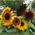Autumn Beauty Sunflower Seeds - 100+ Non-GMO Organic - Helianthus annuus - Fresh Gardening Seeds